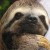 Avatar of Sloth